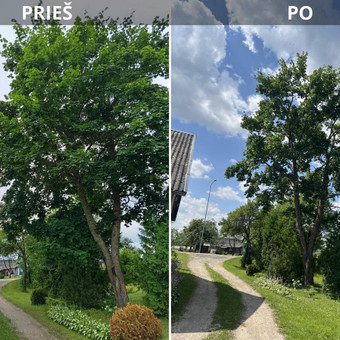 Medžių genėjimas, formavimas Vilnius Arbospektras nuotrauka 1