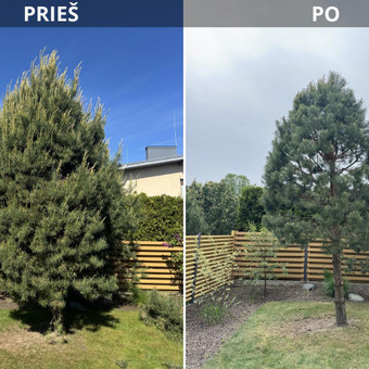 Medžių genėjimas Klaipėda Nerija gardens nuotrauka 21