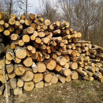 Malkos rąstais Panevėžys Malkų turgus Panevėžyje nuotrauka 2
