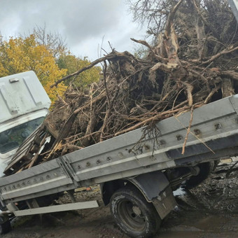 Šakų išvežimas Klaipėda Tomas nuotrauka 4