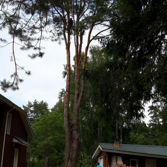 Paslauga