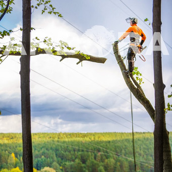 ?Avarinių ir pavojingų medžių pjovimas įvairaus sudėtingumo sąlygomis.
?Arboristų-aukštalipių (medžių priežiūros specialistų) paslaugos.
?Aukštuminis medžių šalinimas Kaunas UAB ARBORA LT nuotrauka 2 Medžių pjovimas Kaunas UAB ARBORA LT nuotrauka 2