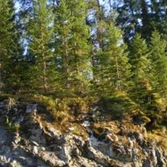 Paslauga