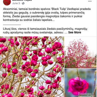 Paslauga