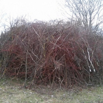 Paslauga
