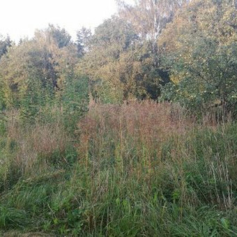 Apleistų sklypų tvarkymas, krūmų ir nepageidaujamos augalijos šalinimas. Kaunas MB Želdynų projektai nuotrauka 6 Apleistų sklypų tvarkymas Kaunas MB Želdynų projektai nuotrauka 6