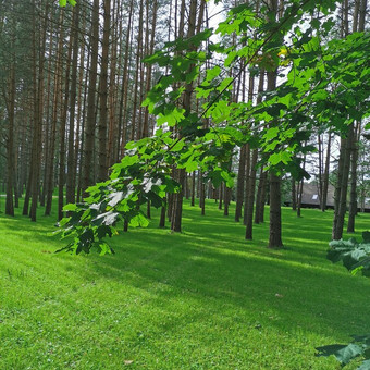 Paslauga