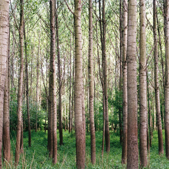 Paslauga