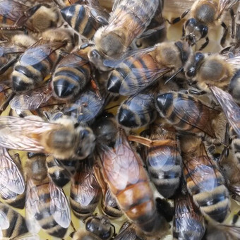 Paslauga