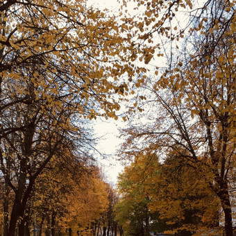 Paslauga