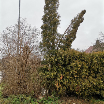 Paslauga