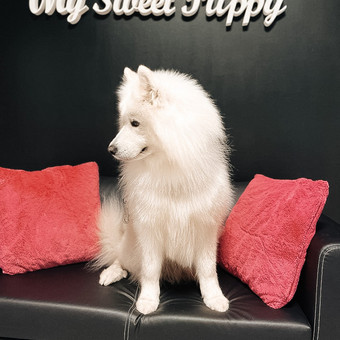 Šunų ir kačių kailio priežiūra Klaipėda My Sweet Puppy nuotrauka 1