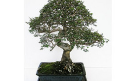 Bonsai medeliai Kęstutis Bonsai medeliai Kęstutis
