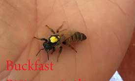 Imantas Masiulis