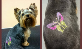 Dogspa Gyvūnųkirpykla Dogspa Gyvūnųkirpykla