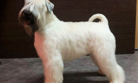 Dogspa Gyvūnųkirpykla Dogspa Gyvūnųkirpykla