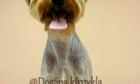Dogspa Gyvūnųkirpykla Dogspa Gyvūnųkirpykla