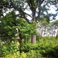 Paslauga