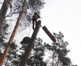 Profesionalus medžių genėjimas, šalinimas - Statybos, apdaila - 4 Statybos, apdaila - Profesionalus medžių genėjimas, šalinimas - 4