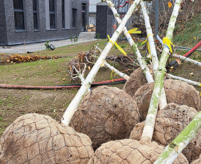 Augalų ir medelių sodinimas - Kra&scaron;tovaizdžio projektavimas. Apželdinimas. Laistymas. - 4