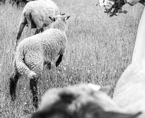 Pro - Fotografavimo ir Filmavimo paslaugos (mudum) / Saulius :) / Darbų pavyzdys ID 3282747