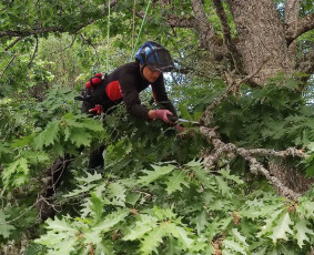 Arboristo paslaugos. Medžių pjovimas, kelmų naikinimas - Tradiciniai amatai - 2 Tradiciniai amatai - Arboristo paslaugos. Medžių pjovimas, kelmų naikinimas - 2