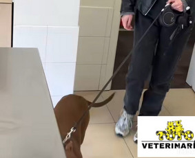 Veterinarijos Klinika Toto - Paslaugos augintiniams - 2 Paslaugos augintiniams - Veterinarijos Klinika Toto - 2