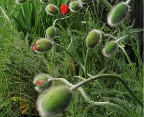 Psichologinis konsultavimas, analitinė psichoterapija - Sveikata, gydymas - 2 Sveikata, gydymas - Psichologinis konsultavimas, analitinė psichoterapija - 2