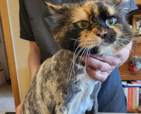 Šunų ir kačių kirpykla , veterinarijos klinika - Šunų, kačių kirpyklos - 1 Šunų, kačių kirpyklos - Šunų ir kačių kirpykla , veterinarijos klinika - 1
