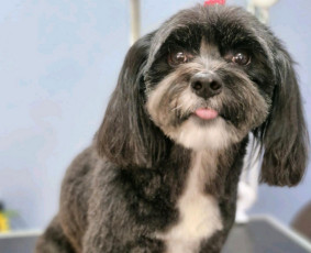 Šunų ir kačių kirpykla , veterinarijos klinika - Šunų, kačių kirpyklos - 4 Šunų, kačių kirpyklos - Šunų ir kačių kirpykla , veterinarijos klinika - 4