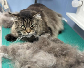 Šunų ir kačių kirpykla , veterinarijos klinika - Šunų ir kačių kailio modeliavimas - 1 Šunų ir kačių kailio modeliavimas - Šunų ir kačių kirpykla , veterinarijos klinika - 1