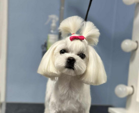 Šunų ir kačių kirpykla , veterinarijos klinika / UAB AD LETENĖLĖ / Darbų pavyzdys ID 4114070