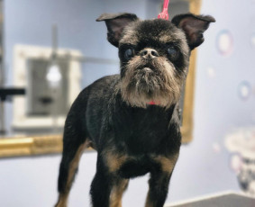 Šunų ir kačių kirpykla , veterinarijos klinika / UAB AD LETENĖLĖ / Darbų pavyzdys ID 4114064