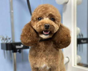 Šunų ir kačių kirpykla , veterinarijos klinika / UAB AD LETENĖLĖ / Darbų pavyzdys ID 4114052