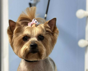 Šunų ir kačių kirpykla , veterinarijos klinika / UAB AD LETENĖLĖ / Darbų pavyzdys ID 4114048