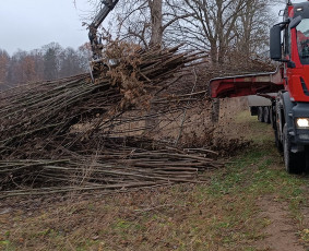 Medžių pjovimas, genėjimas - Šakų išvežimas - 2 Šakų išvežimas - Medžių pjovimas, genėjimas - 2