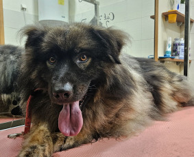 Šunų, kačių kirpyklos - Šunų, kačių - kirpimas, maudymas, nukailinimas - 1