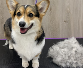 Šunų ir kačių kailio priežiūra - Naminių gyvūnėlių kirpėja Eglė Vilniuje - 3