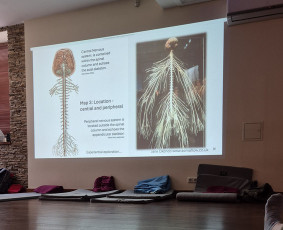 Psichologė I Geštalto terapija, konsultavimas, seminarai / Aurelija Saudargė / Darbų pavyzdys ID 4172977