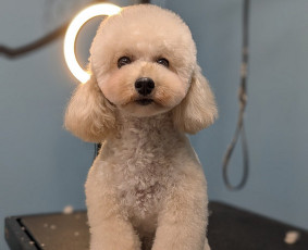 Šunų, kačių kirpyklos - Augintinių kailio priežiūra bei kirpimas - 4