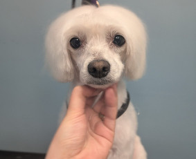 Augintinių kailio priežiūra bei kirpimas / Monika groomina / Darbų pavyzdys ID 4182427