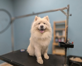 Šunų ir kačių kailio priežiūra - Augintinių kailio priežiūra bei kirpimas - 2