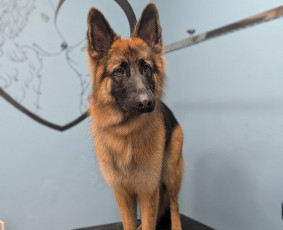 Šunų ir kačių kailio priežiūra - Augintinių kailio priežiūra bei kirpimas - 3