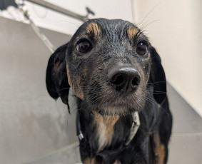 Šunų ir kačių maudymas - Augintinių kailio priežiūra bei kirpimas - 1