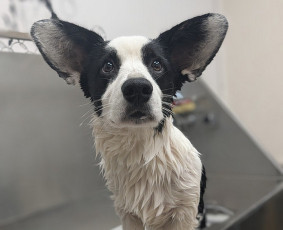 Šunų ir kačių maudymas - Augintinių kailio priežiūra bei kirpimas - 2