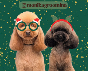 Šunų, kačių kirpyklos - Augintinių kailio priežiūra bei kirpimas - 1