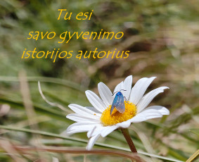 Kognityvinė elgesio terapija - Emocinės gerovės - psichologinės konsultacijos internetu - 1