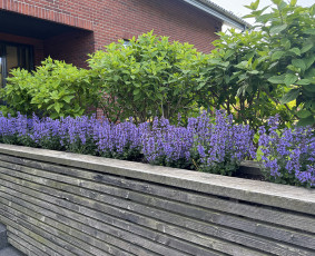 Aplinka, sodas - Apželdinimo paslaugos-projektavimas,įgyvendinimas,priežiūra - 3