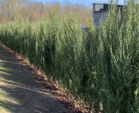 Aplinkos tvarkymas, apželdinimas - Įrenk savo svajonių sodą su Medelynu Flora - 1