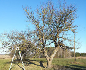 "Saldinė" obelis prieš genėjimą